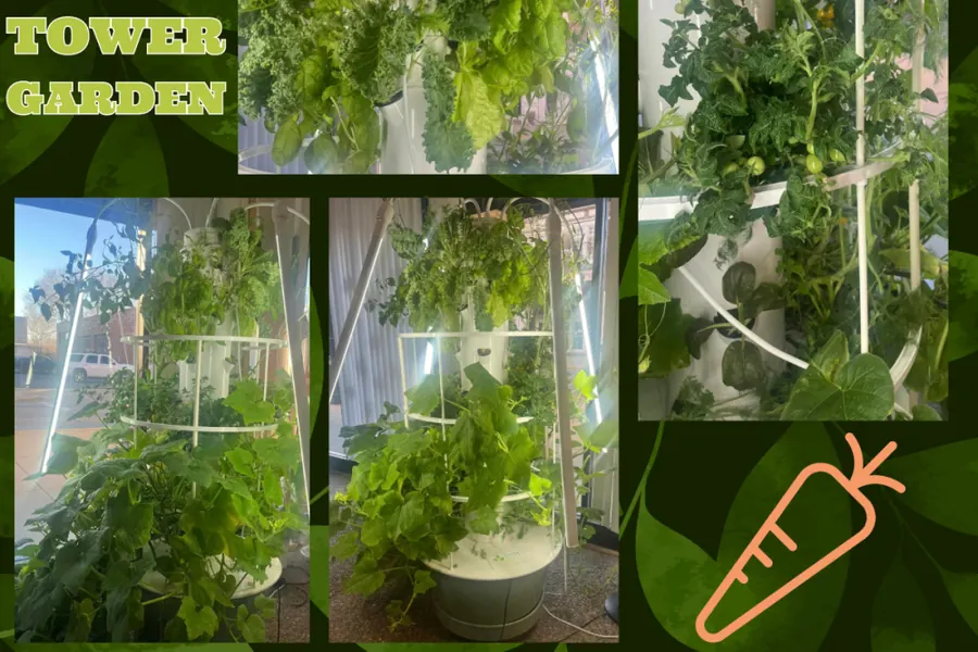 Students learning with the Governor French Academy tower garden